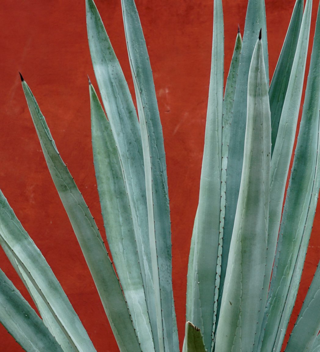 los arango tequila estate blue weber agave fronds