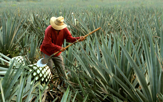 los arango tequila blue weber agave harvest